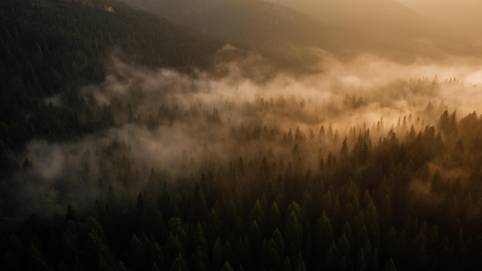 Bosque de pinos brumoso al amanecer